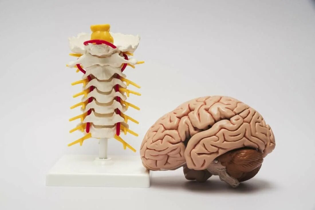 Nervous system brain