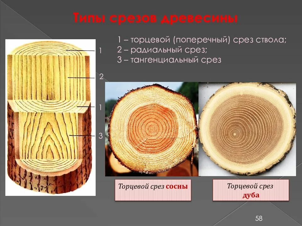 Примеры среза. Тангентальный разрез древесины сосны. Тангентальный срез древесины сосны. Тангенциальный радиальный и поперечный срез. Тангентальный срез стебля древесного.