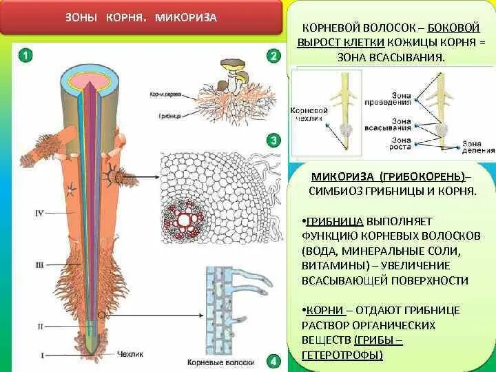 Корневой запас. Зона корня микориза. Корневые волоски функции 6 класс. Корневые волоски растений и их функции и строение. Клетки растения корневые волоски.