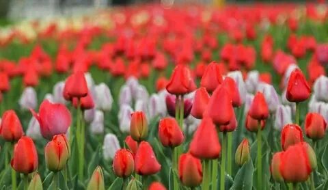 Жалаңаш суреттер байқауы