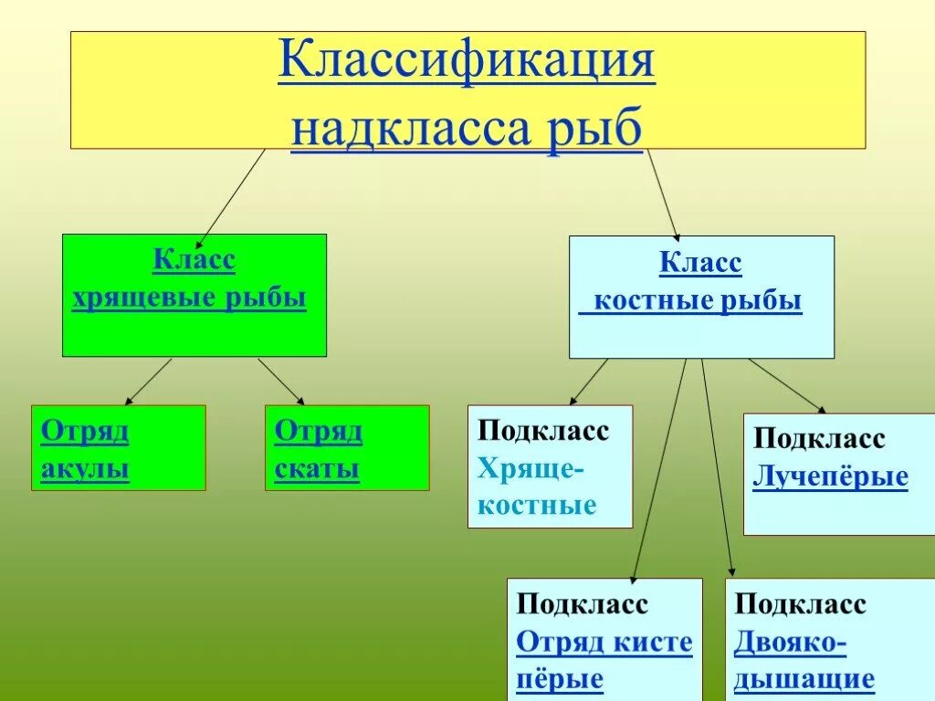 Русский язык 7 класс рыб. Систематика класса костные рыбы. Схема классификация рыб 7 класс биология. Систематика надкласса рыбы. Систематмка Надкласс рыбы.