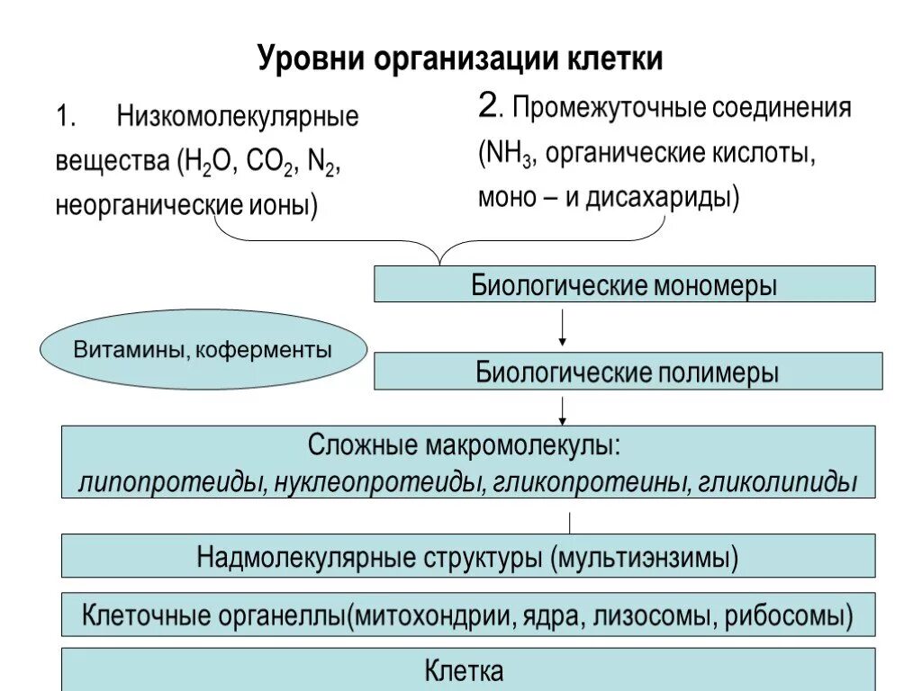 Наука изучающая органоидно-уровень организации. Биохимия уровень организации. Уровни организации жизни. Структура молекулы белка первичная вторичная третичная четвертичная. Уровни организации живого гистология.