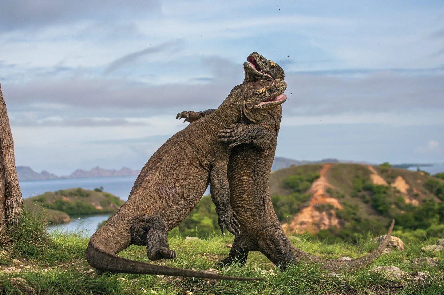 Какое животное самое сильное на планете