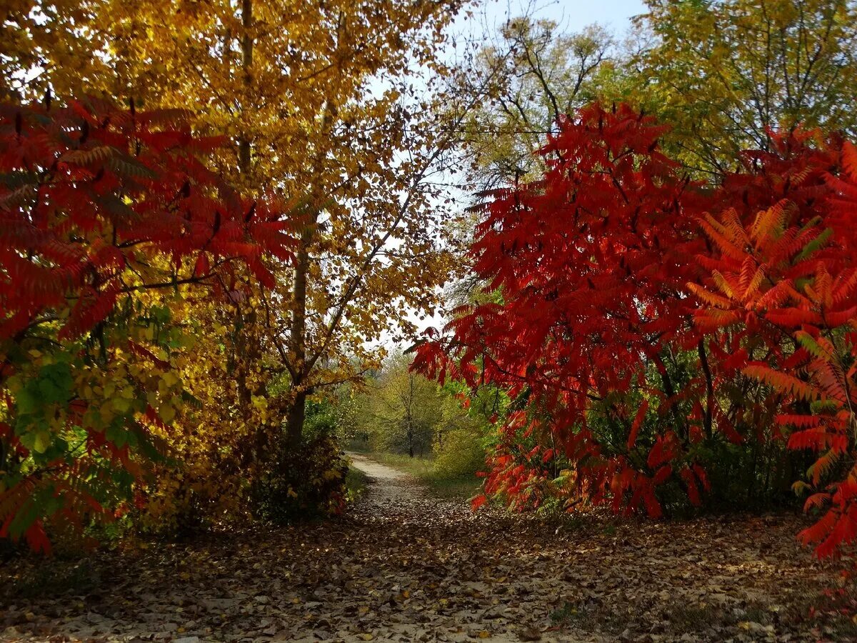 усыхание растения. осень очей очарованье. засохший лист березы. жизнь и увядание растения. осень пора увядания природы.