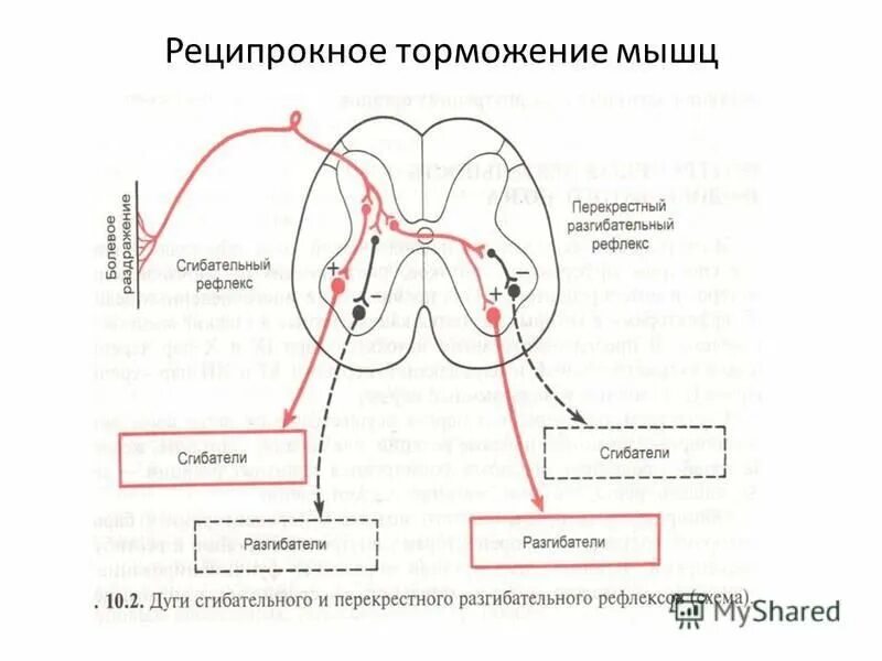 Дуга сгибательного рефлекса. Рефлекторная дуга физиология. Шагательный рефлекс рефлекторная дуга. Рефлекторная дуга сгибательного рефлекса схема. Перекрестный сгибательный рефлекс.