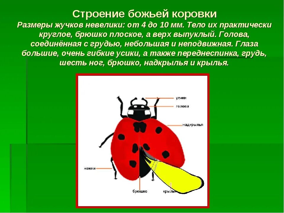 Божья коровка снизу вид части тела. Строение Божьей коровки. Строение Божьей коровки для детей. Внешнее строение Божьей коровки.