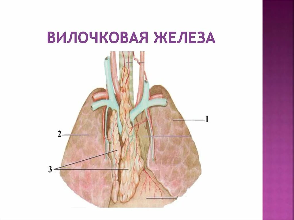 Иммунный орган тимус. Вилочковая, или зобная железа (тимус). Вилолчковая железатимус. Тимус анатомия топография. Вилочковая железа топография.