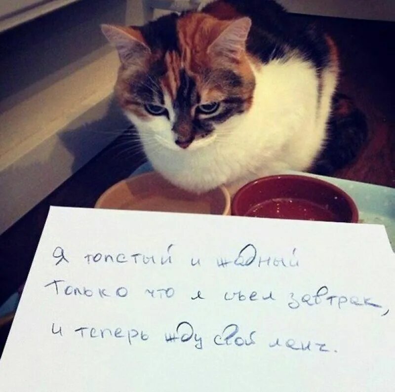 ладно прости меня. грустный котик. котенок требует. прощай котики картинки. прощай котик.