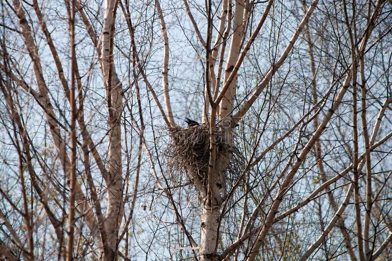 Гнездо вороны воронье гнездо варенье из малины. Воронье гнездо БФ. Гнездо вороны. Вороньи гнезда на деревьях. Гнезда ворон.