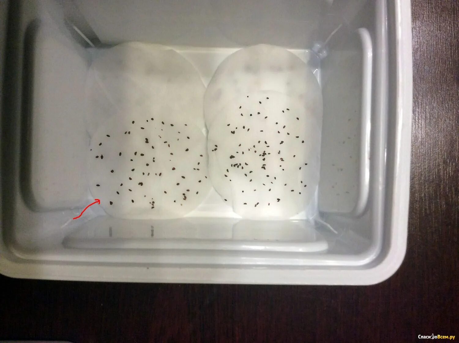 Стратификация семян растений. Стратификация семян ели. Стратификация семян ели. Стратификация семян. Стратификация семян земляники в снегу.