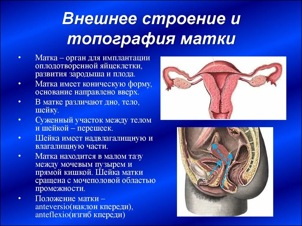 Строение и функции женских органов. Анатомия и топография женских половых органов. Топографическая анатомия наружных половых органов женщины. Матка расположение строение функции. Топографическая анатомия женских внутренних половых органов.