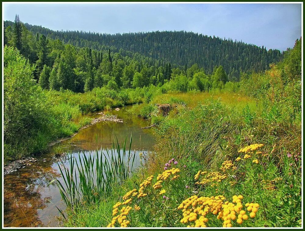 Тайга лес Новосибирск. Таежные просторы Западной Сибири. Тайга Урала. Пейзаж сибирских Увалов.