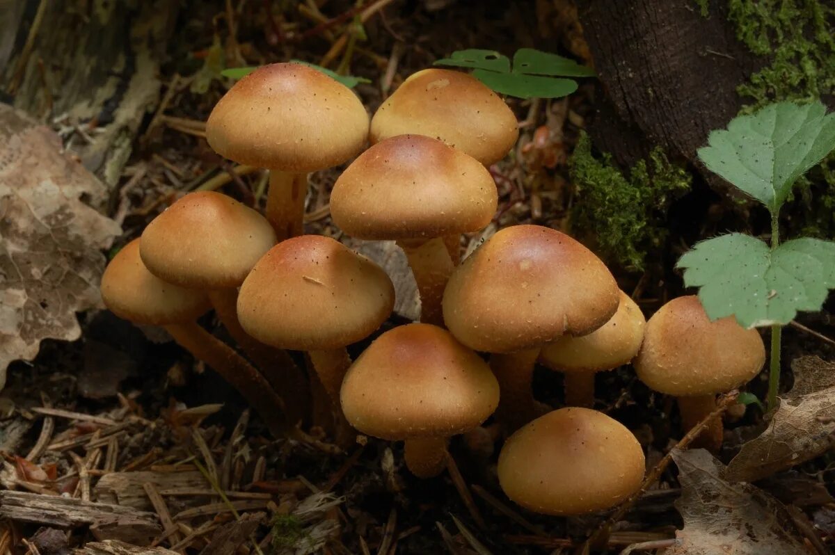 грибы кузбасса. грибы беларусь фото. грибы беларуси. грибы из белоруссии. сыроежка чешуйчатая.