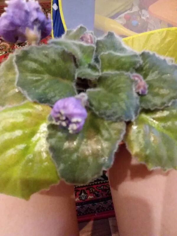 фиалка желтеют края листьев. узамбарская фиалка бледнеют листья. фиалка коричневеют листья. листья фиалки подсыхают. у фиалки желтеют листья.