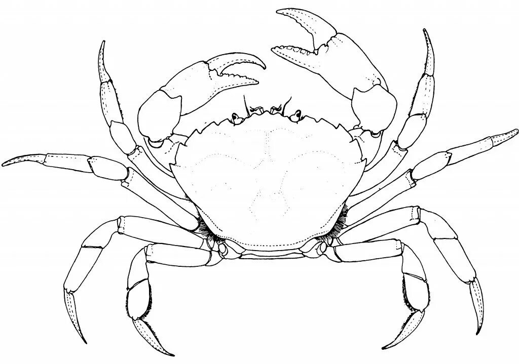 Краб чертеж. Анатомия Камчатского краба. Краб Королевский снизу. Строение краба. Краб рисунок для детей карандашом.