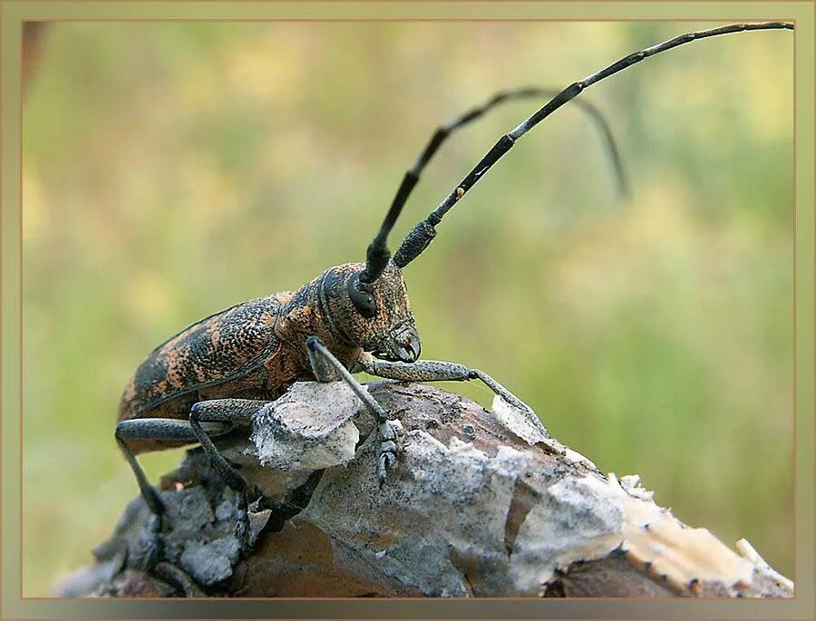 Черный усач фото. Жук усач Сосновый. Черный Сосновый усач (Monochamus galloprovincialis oliv.). Жук усач монохамус. Черный Жук усач.