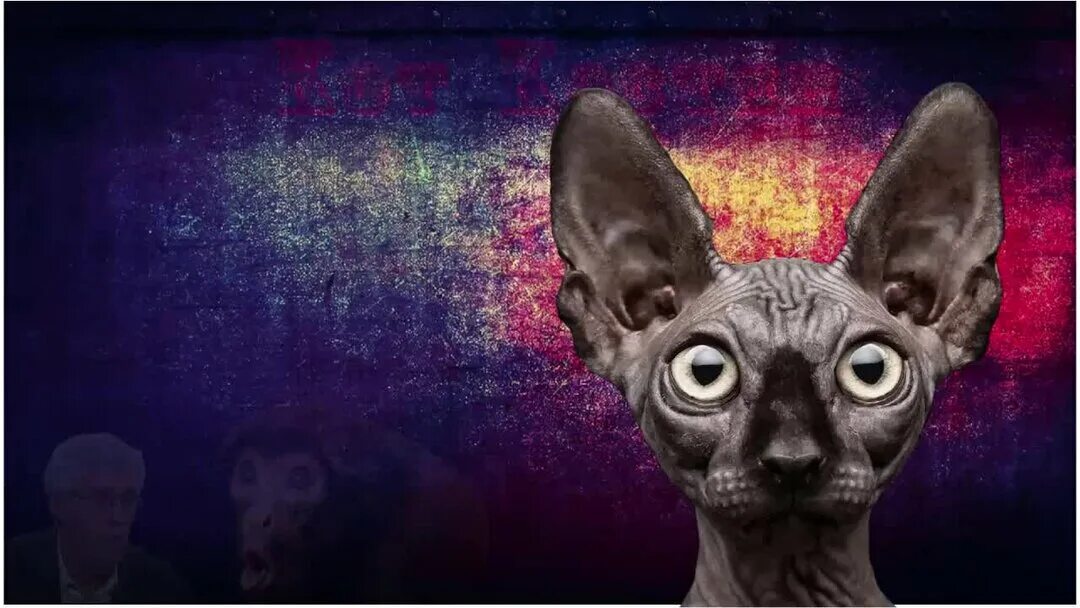 Мужчина со сфинксом. Кот костян метаметрика. Кот костян кот костян. Кот костян. Кот костян дзен.