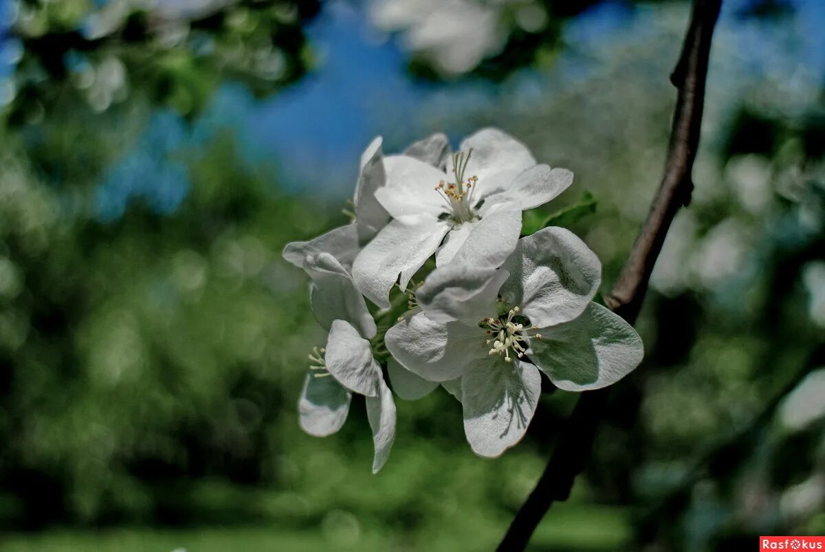 Ни цветущего. Япония весной цветение сакуры. Ни цветущего. Цветущее дерево. Сверция чирата.