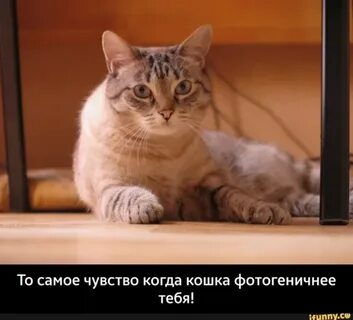 Твоя кошка