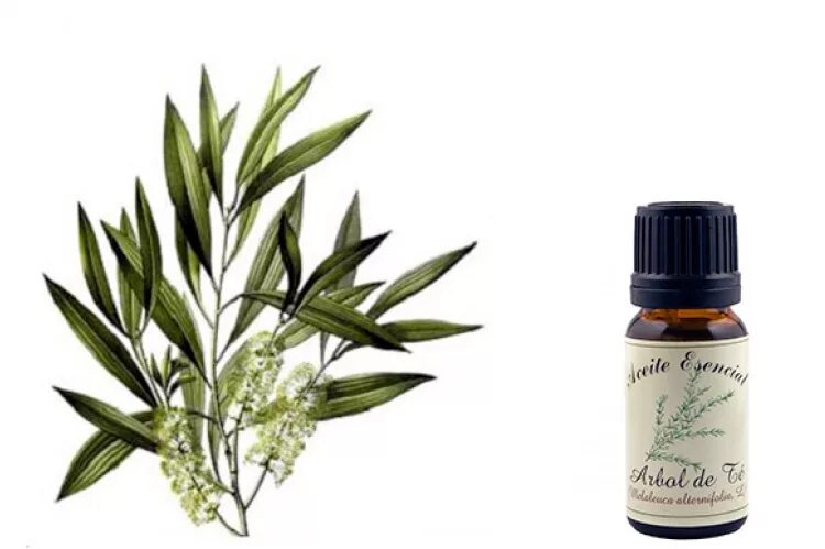 Масло чайного дерева для детей. Teebaumol melaleuca alternifolia. melaleuca alternifolia balm. экстракт чайного дерева. экстракт листьев чайного дерева.