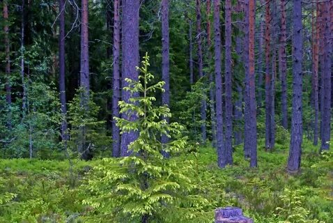 Хвойные леса карелии