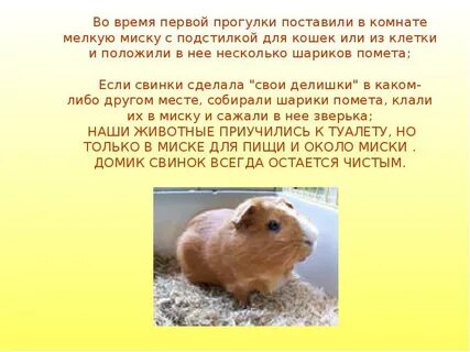 Текст морская свинка