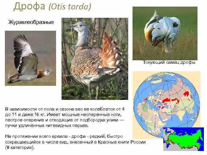 Дрофа. Дрофа место обитания. Дрофа ареал. Дрофа зона обитания в России. В какой зоне живет дрофа