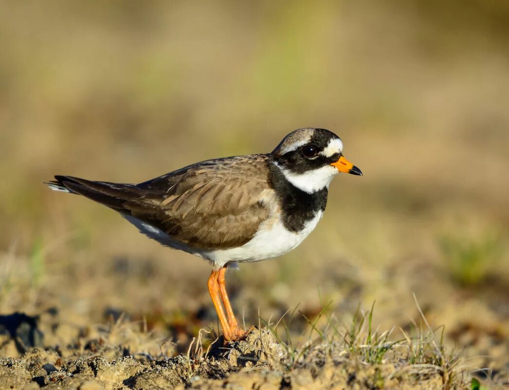 Куличка-галстучника. Галстучник обыкновенный. Кулик галстучник. Гнездо куличка галстучника. Кулик зуек галстучник.