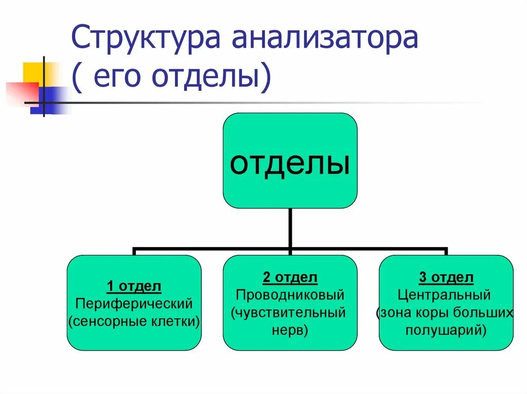 Что входит в состав анализаторов биология. Структуры, составляющие анализатор. Схема строения анализатора. Схема состав анализатора. Анализатор состава анатомия.