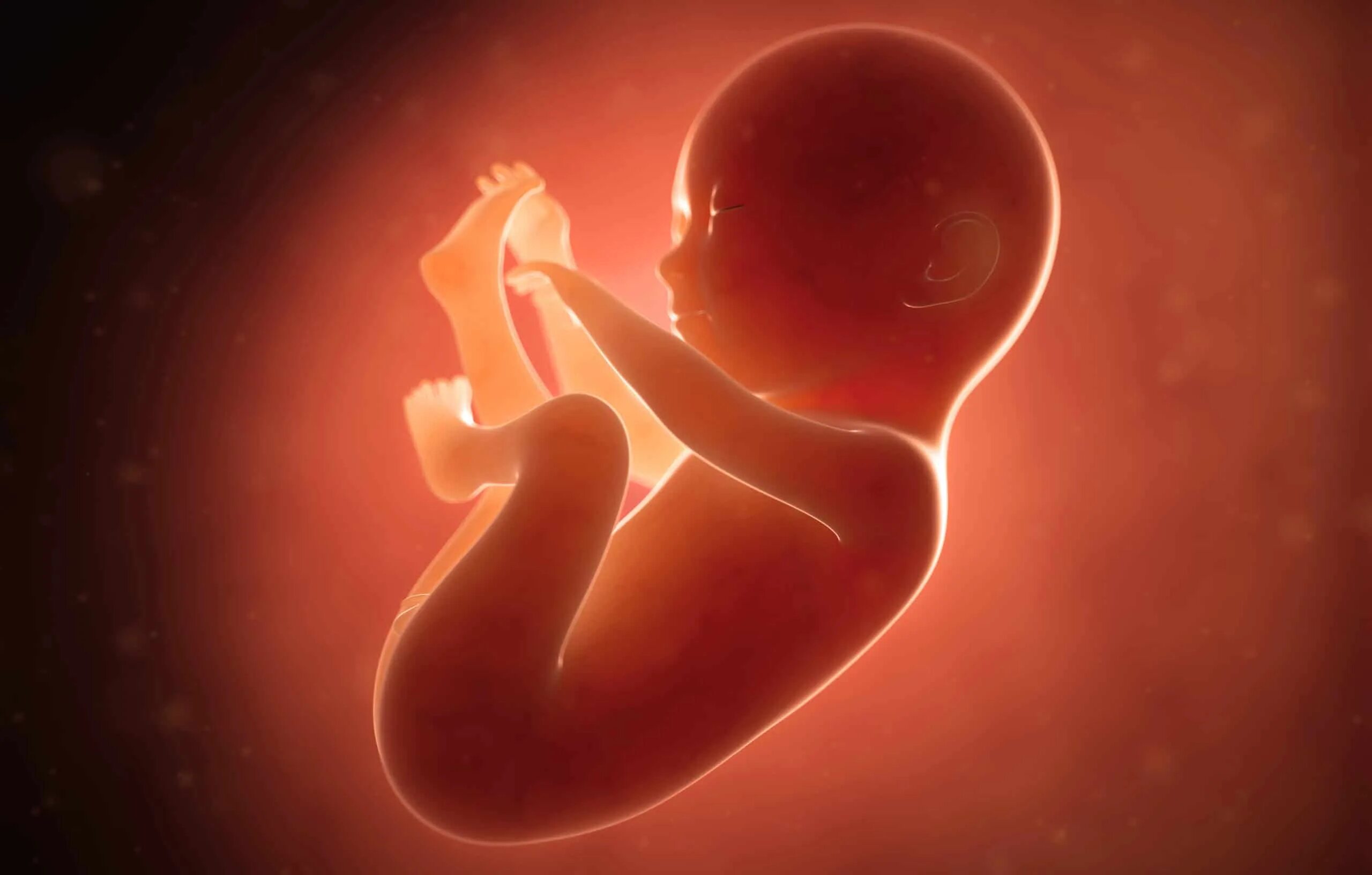 Загубленных во утробе. Плод ребенка. Аборт картинки для презентации. Акафист покаянный жен загубивших младенцев. Загубленных во утробе.