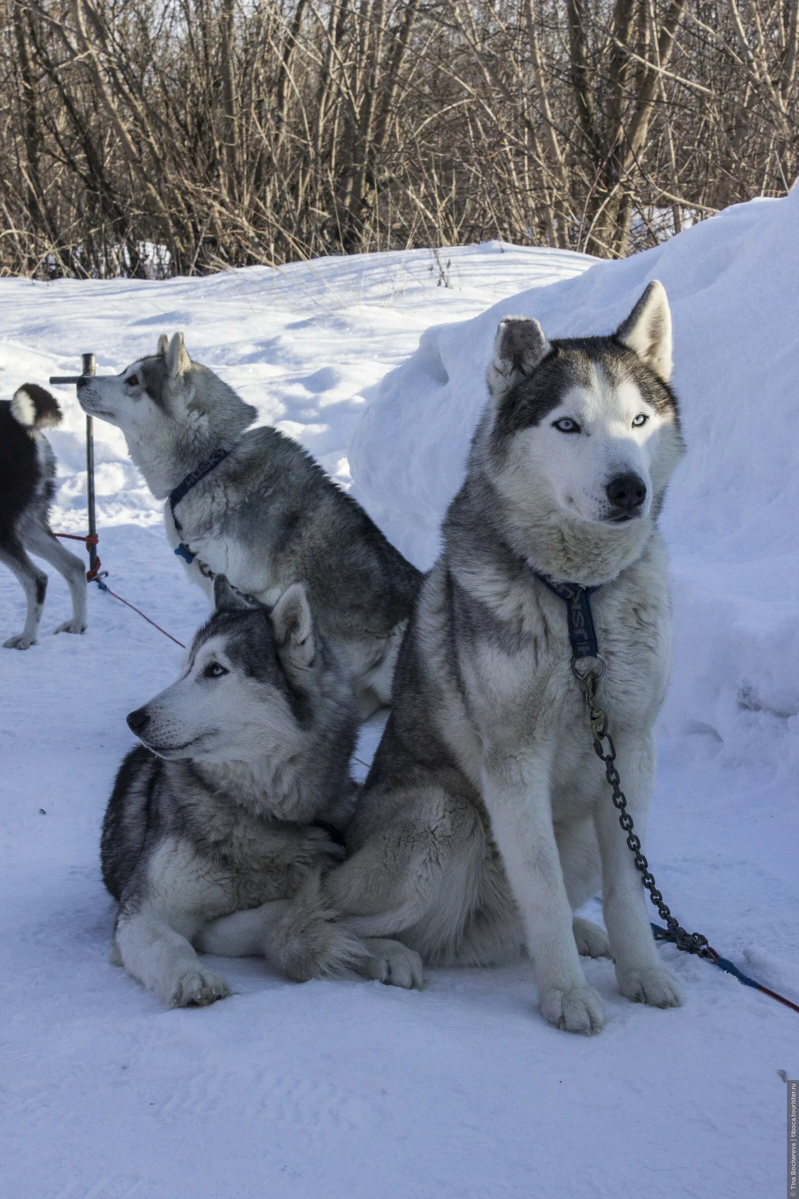 Хаски казань. Питомник хаски трудармейский. Хаски трудармейский. В гостях у хаски красноярск. Собачьи упряжки хаски летом.
