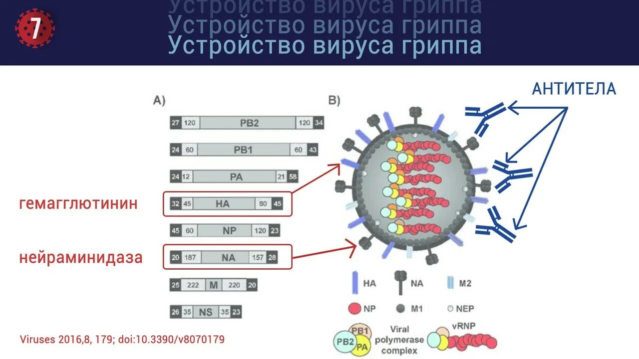 Варианты вируса гриппа. Строение вируса гриппа. Вирус гриппа схема. Геном вируса гриппа. Фрагментированный геном вируса гриппа.