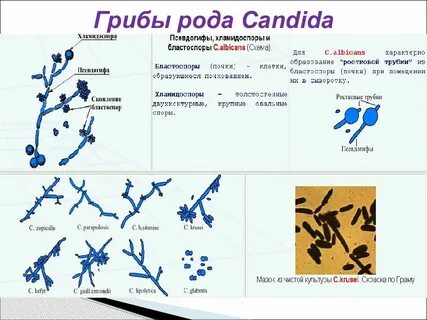 Candida spp что это