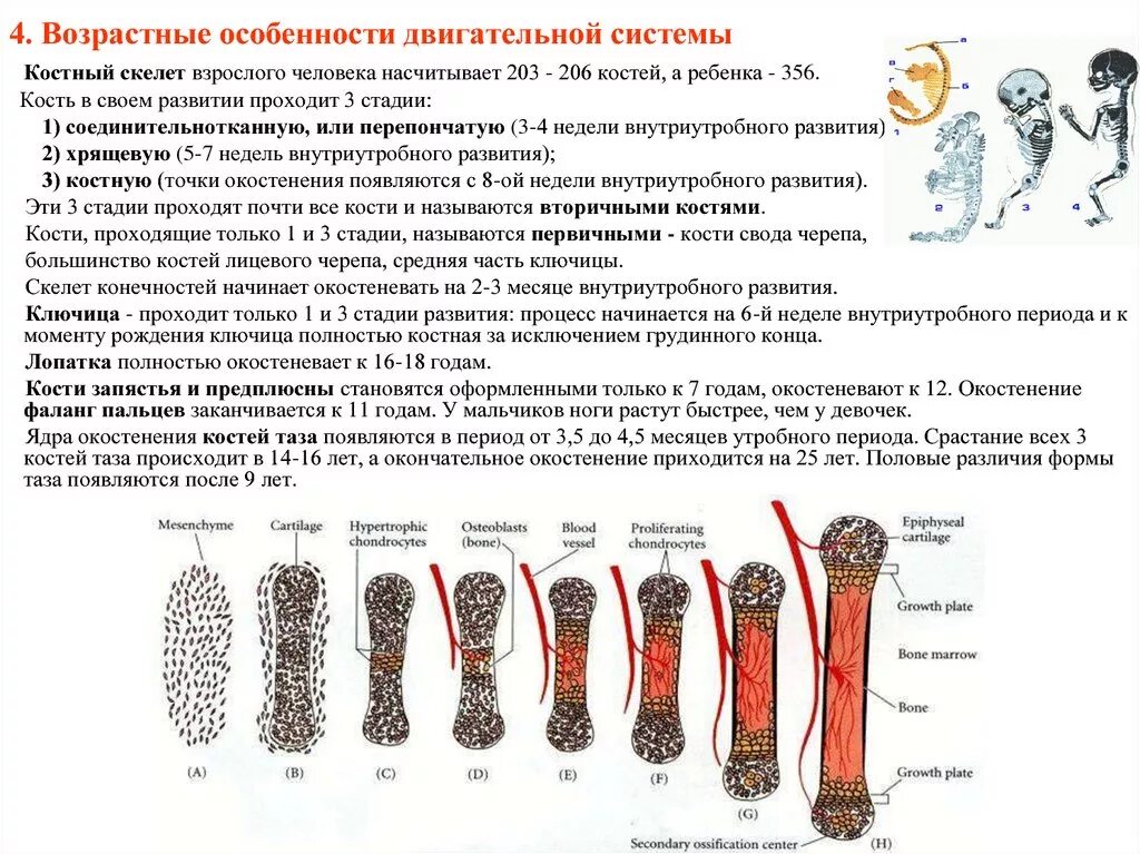 Развитие костей скелета стадии развития. Возрастные особенности скелета ребенка. Возрастные особенности двигательной системы. Возрастные особенности опорно-двигательного аппарата. Признак возрастных изменений костей