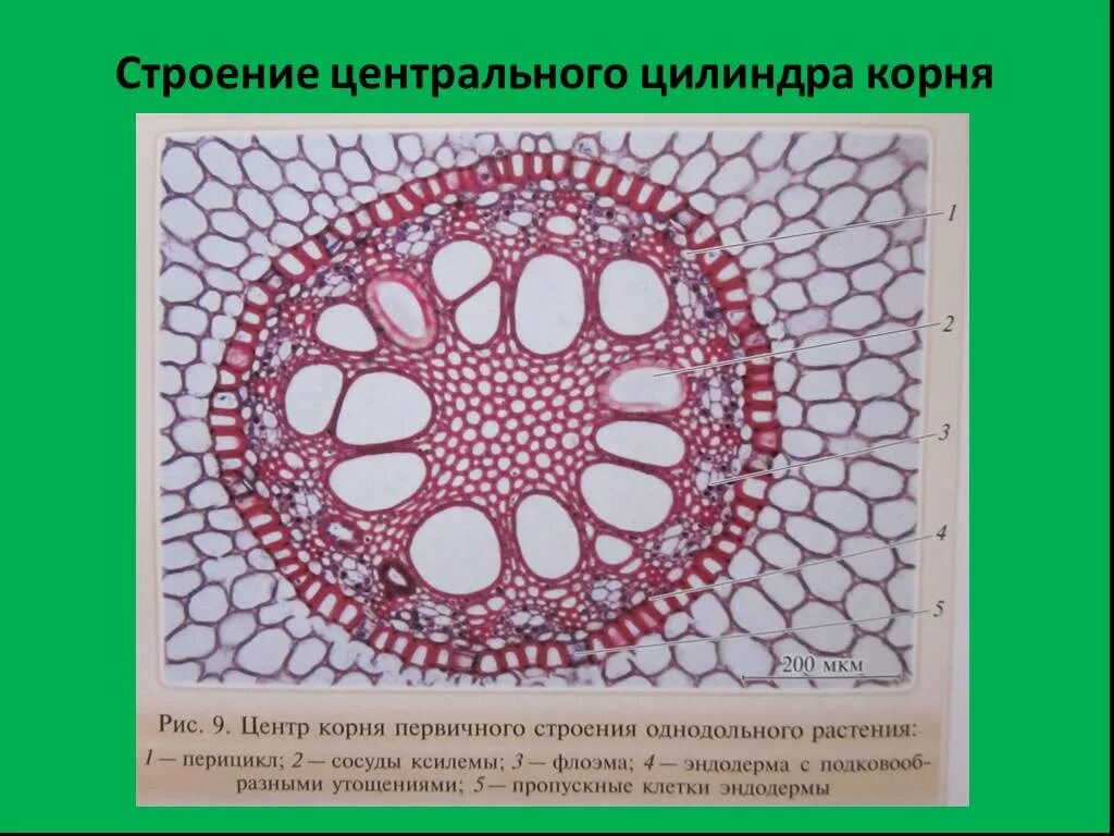 В корневой системе отсутствуют придаточные корни однодольные