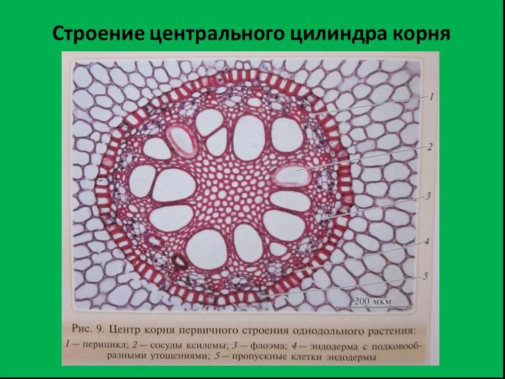 Однодольные растения ткани. Поперечный срез корня однодольного растения. Строение центрального цилиндра стебля двудольного растения. Поперечный срез корня однодольного. Первичное строение корня однодольного растения.