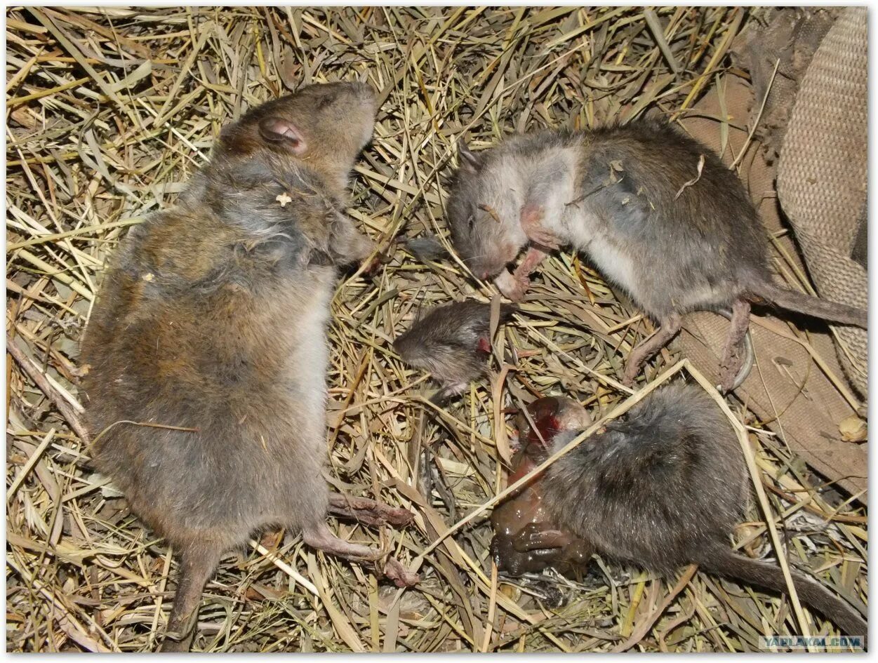 Как отличить мышь. Мышка от крысы. Мышь и крыса разница. Отличие мыши от крысы. Различие мыши и крысы.