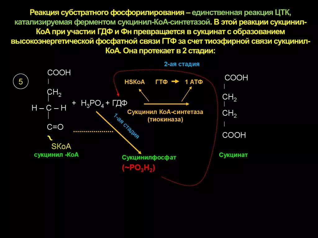 Реакции субстратного фосфорилирования, протекающие при гликолизе. Реакция субстратного фосфорилирования в ЦТК. Реакцию субстратного фосфорилирования в ЦТК катализирует:. Реакции субстратного фосфорилирования цикла трикарбоновых кислот.