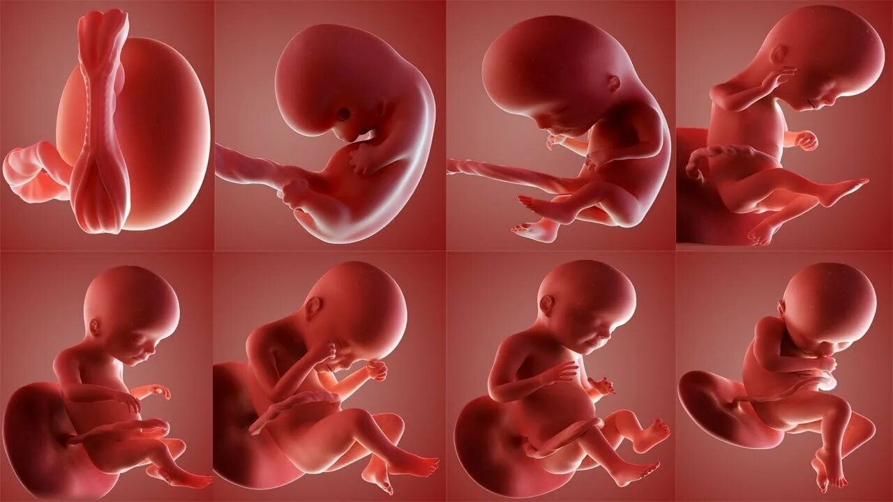 Ребенок в первые месяцы беременности. Формирование ребенка в утробе. Плод в утробе по месяцам.
