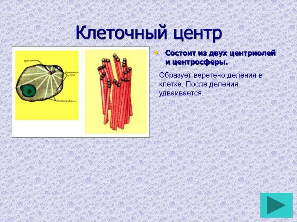 В процессе клеточного деления удваивается клеточный центр. Клеточный центр состоит из двух центриолей. центриоли веретено деления. клеточный центр рисунок.