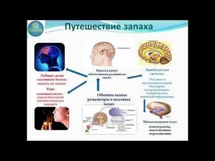 Попали запахи