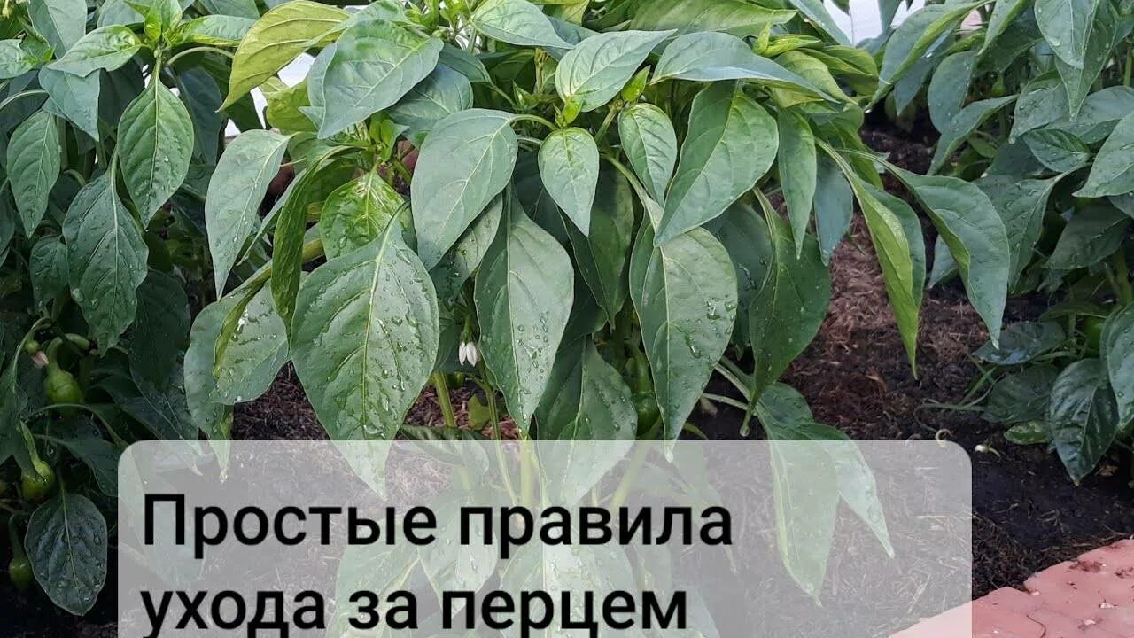 Почему нет перцев. Плохо растет рассада перца. рассада перцев не растет. рассада перца остановился рост. почему не растут перцы.