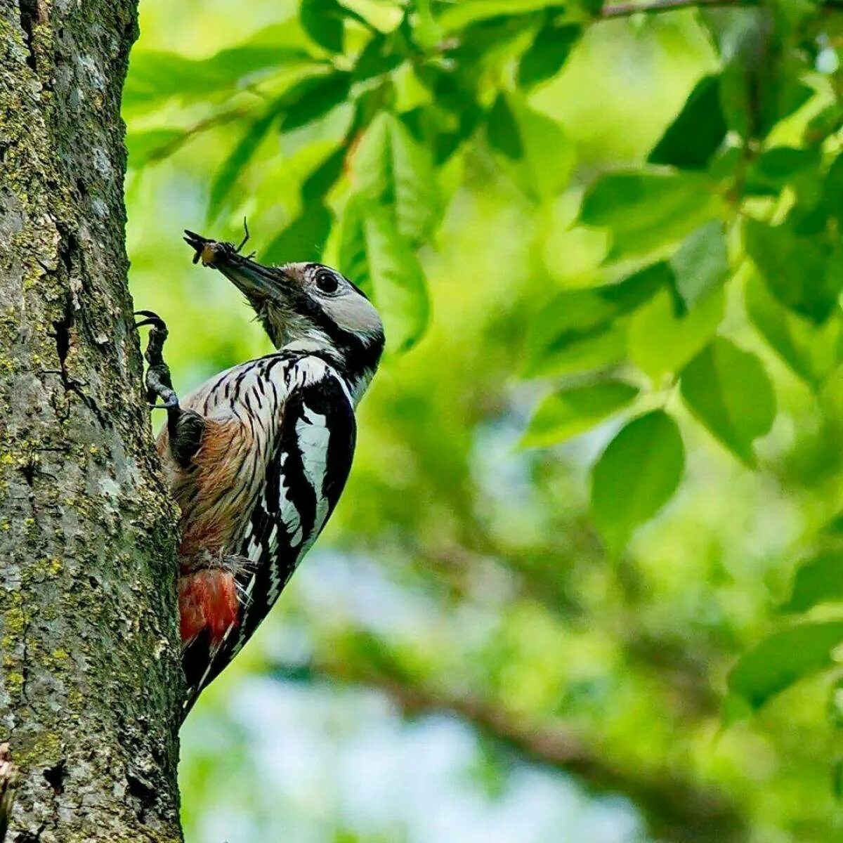 Большой пёстрый дятел клюв. Дятел относится к животным. Дятел относится к животным. Особенности дятловых птиц. Дятел красношапочник.