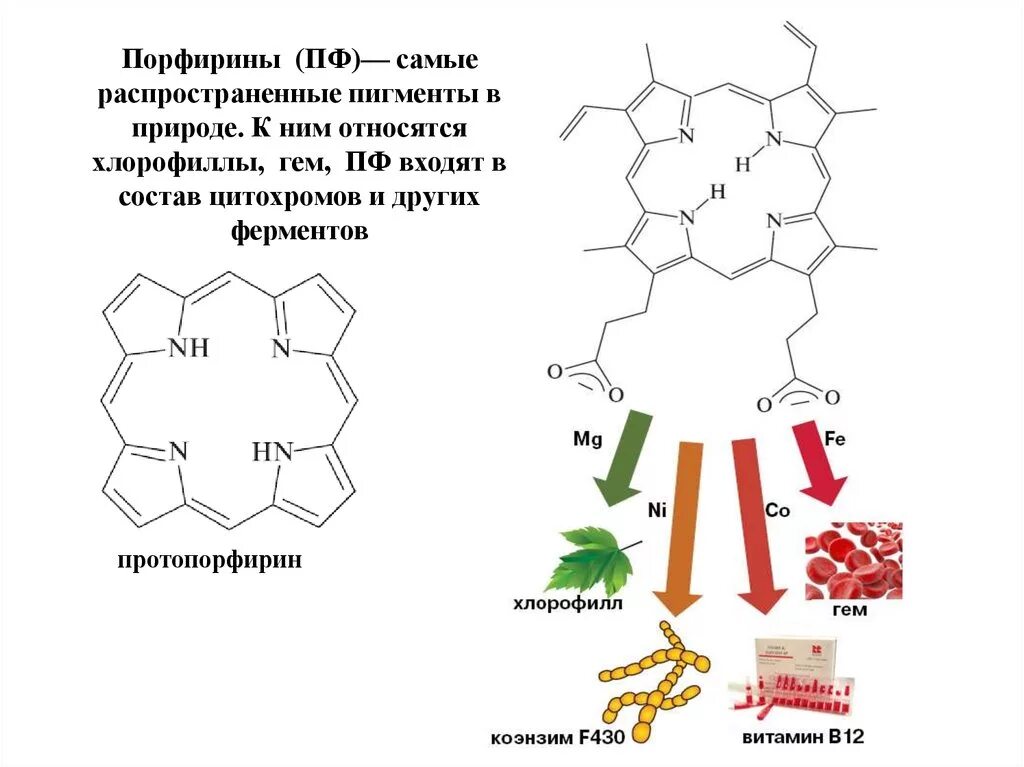 Протопорфирин. Порфирин хлорофилл. Порфирин и гем. Порфириновое кольцо хлорофилла. Порфириновые лиганды.