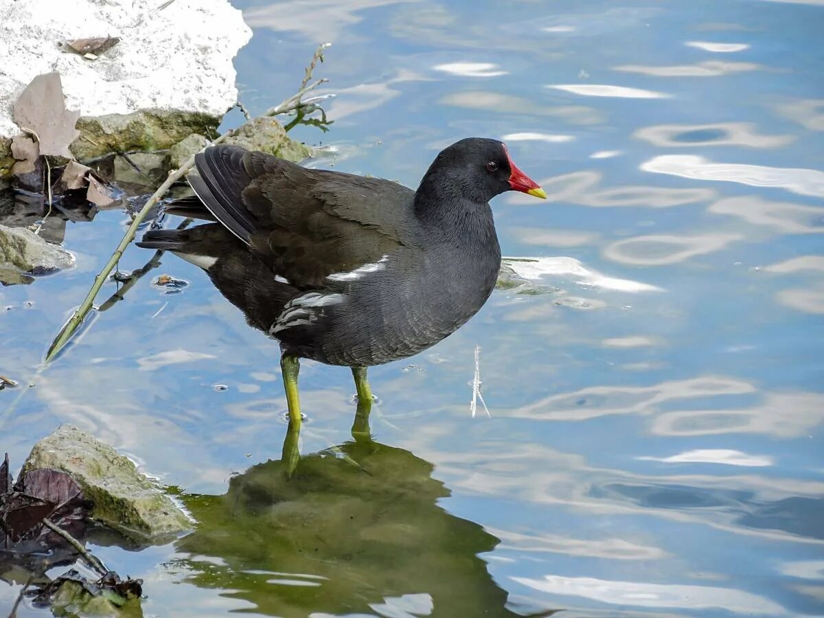 Камышница. Камышница и лысуха. Камышница, камышовая курочка. Болотная курочка камышница. Камышница.