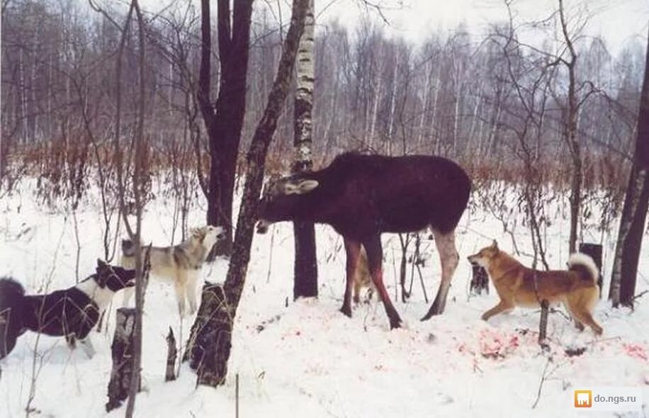 Охота лайки зимой. Западно сибирская лайка на охоте. охота на кабана с западно сибирскими лайками. охота на лося с лайками западно сибирскими.