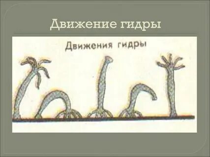 Пресноводная гидра передвигается при помощи