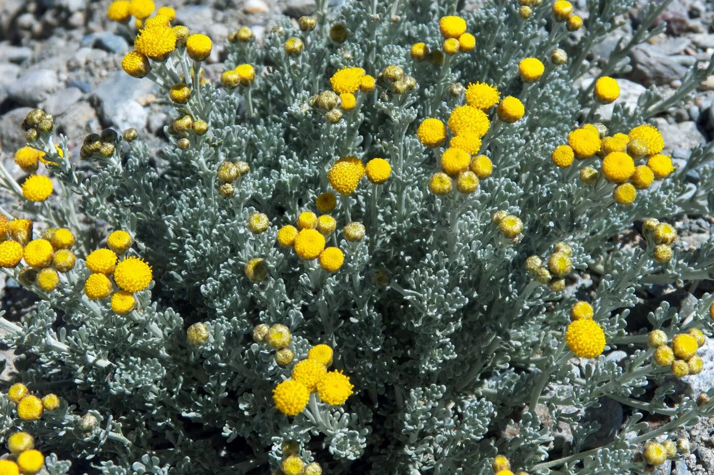 Растение средней азии. Растения средней азии. Растения пустыни кызылкум. Растение средней азии. Растение средней азии.