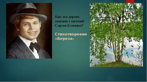 Какая береза в стихотворении есенина