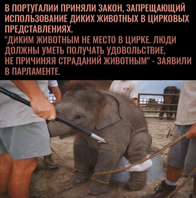 Законопроект о запрете животных. Запрет животных в цирке. животные в цирке минусы. плохие содержания животных в цирке.